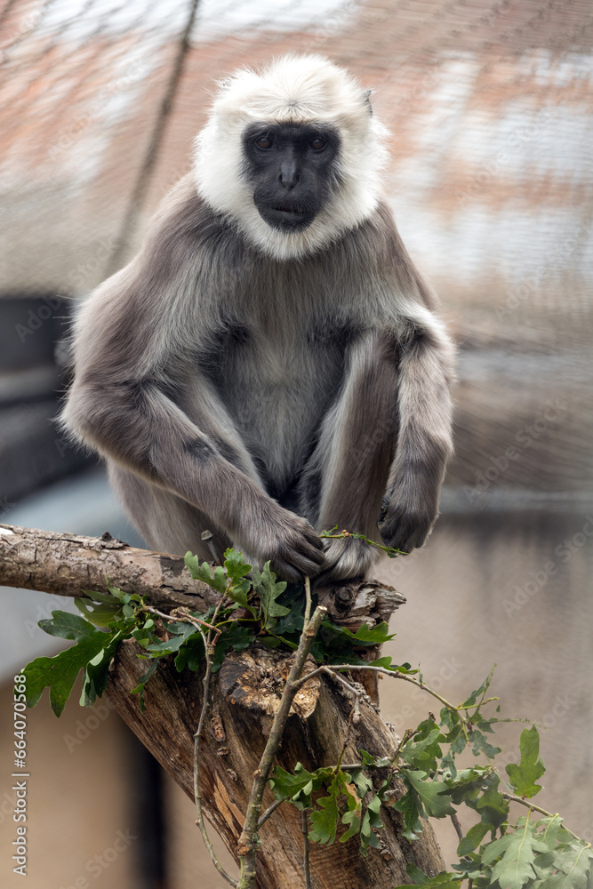 Hanuman langur monkey (Semnopithecus entellus) Outdoors