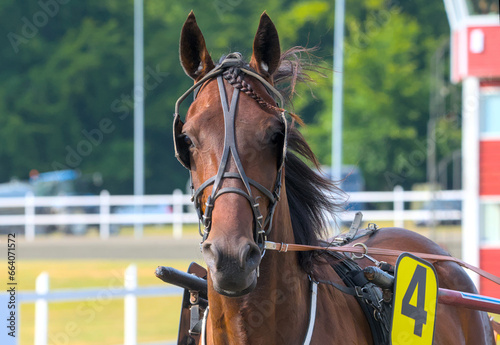 face of a racing horse in motion © Brinja