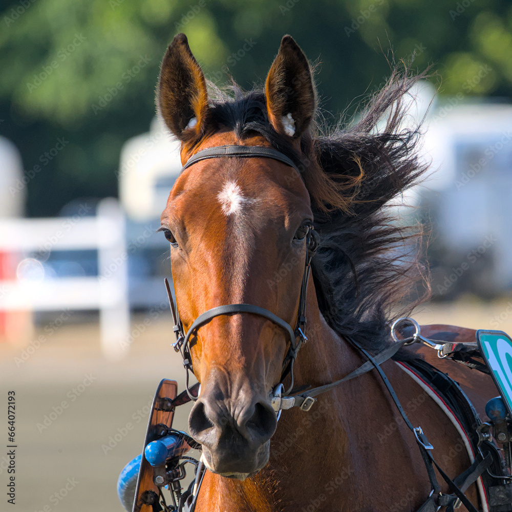 Obraz premium face of a struggling a racing horse 