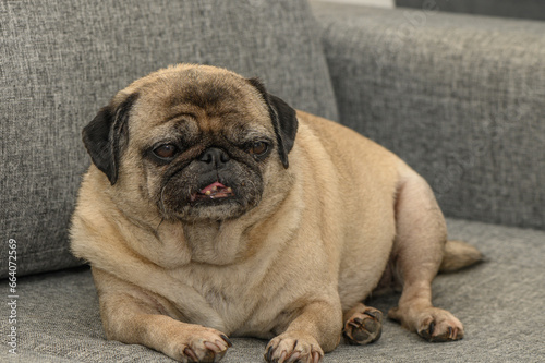 old cute pug home filming 9