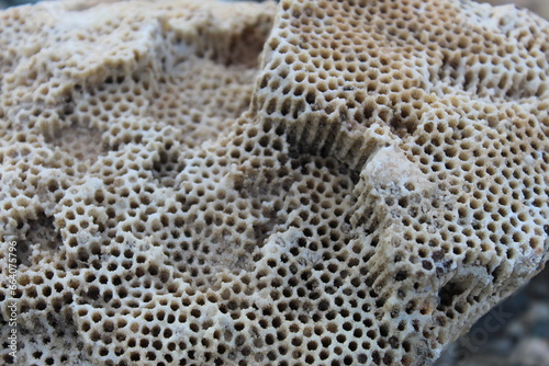 close up of a rock that looks like a reef