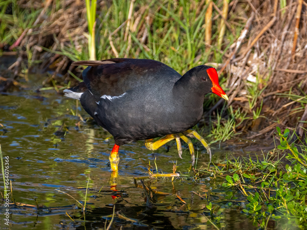 Common Gallinule Common Gallinule