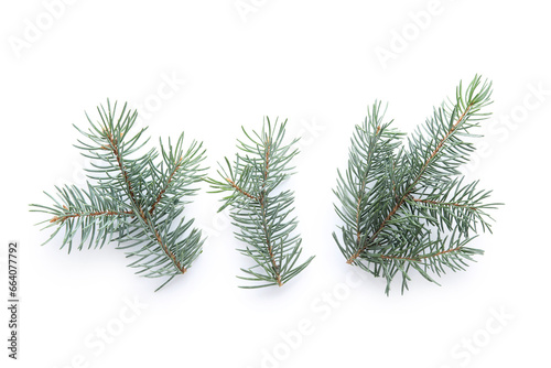 Beautiful fir branches isolated on white background