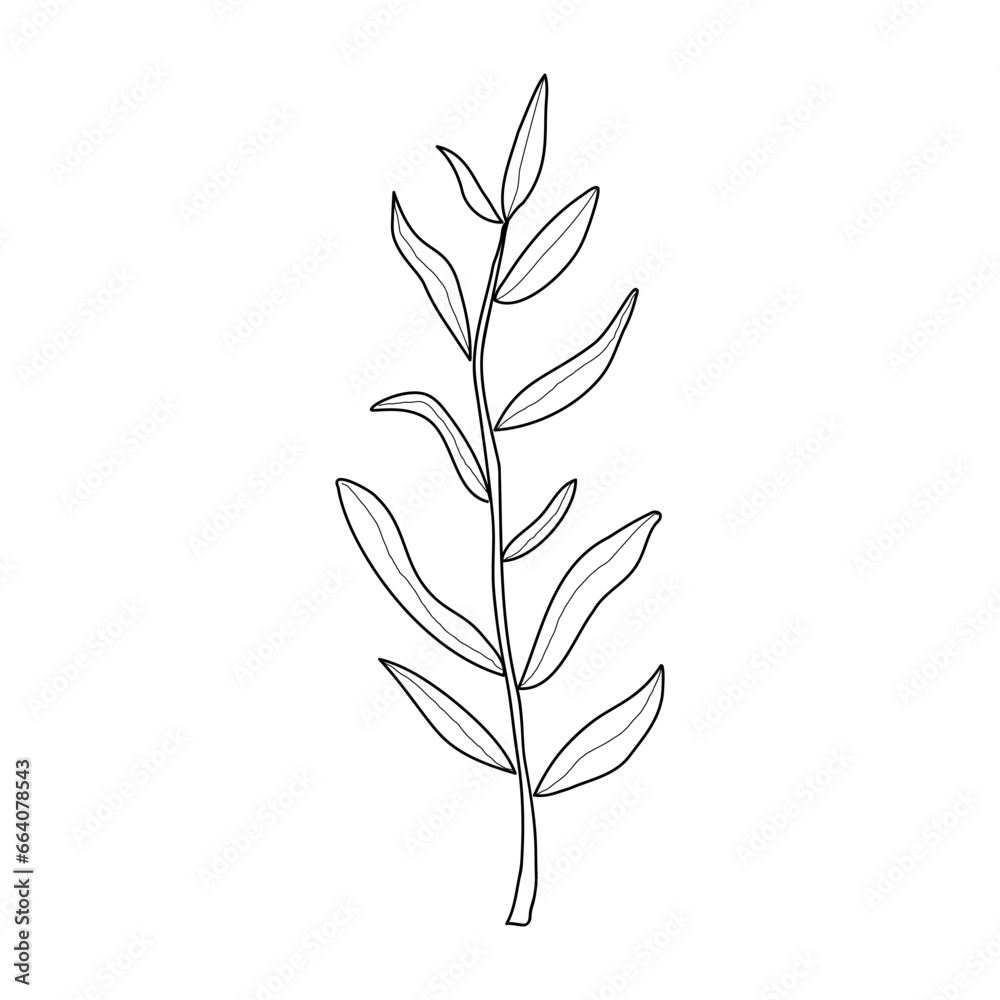 Twig with leaves on white background. Vector illustration of a hand drawn plant Twig with leaves on white background. Vector illustration of a hand drawn plant