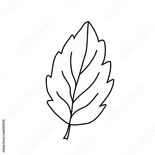 A tree leaf on white background. Vector illustration of a hand drawn plant.