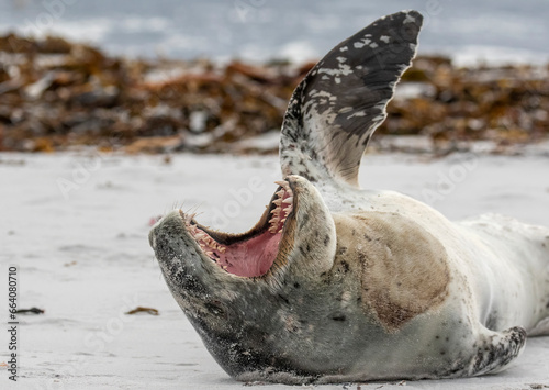 Leopard Seal on beach