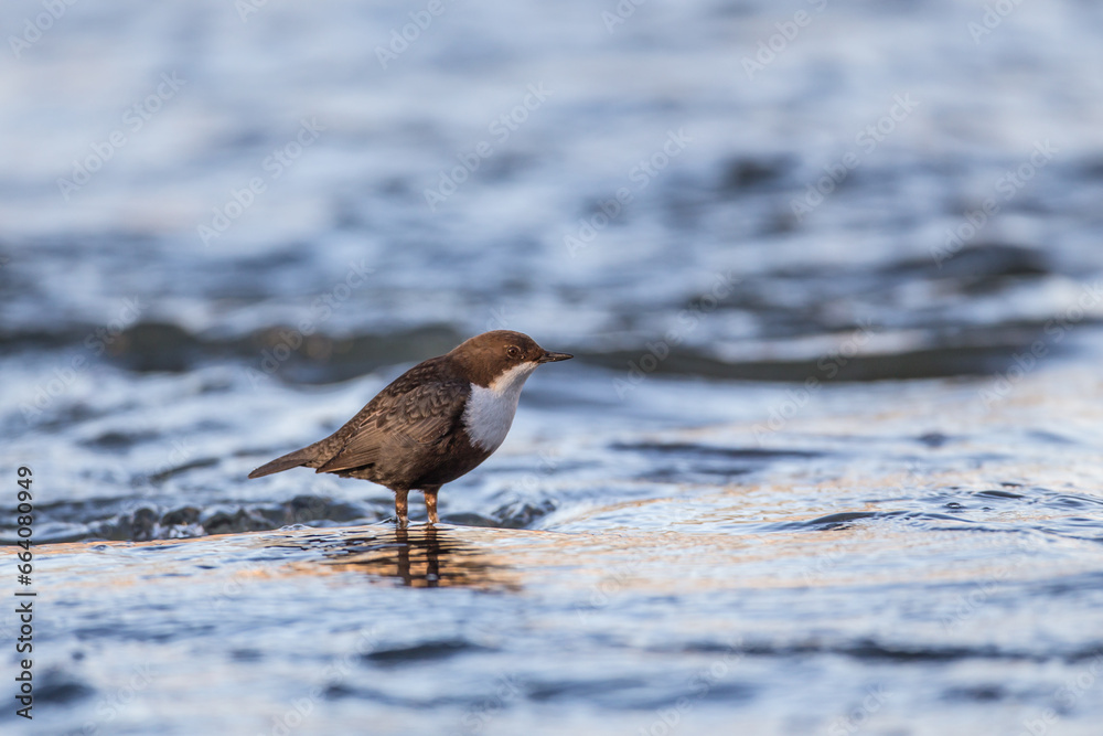Wasseramsel