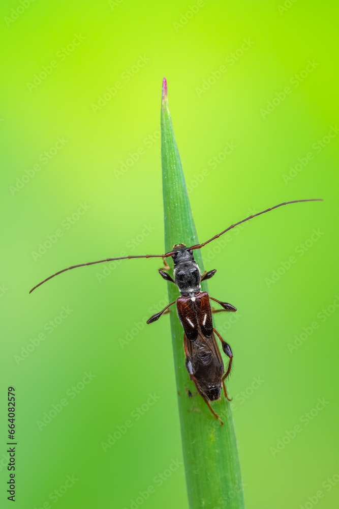 a longhorn beetle called Molorchus minor a longhorn beetle called Molorchus minor
