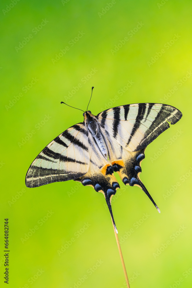 Scarce swallowtail - Iphiclides podalirius Scarce swallowtail - Iphiclides podalirius