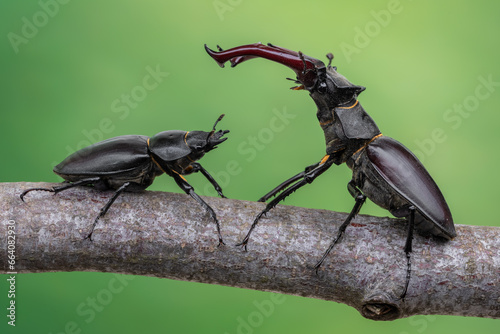 a beetle called Lucanus cervus © Marek R. Swadzba