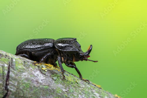 a beetle called Sinodendron cylindricum © Marek R. Swadzba