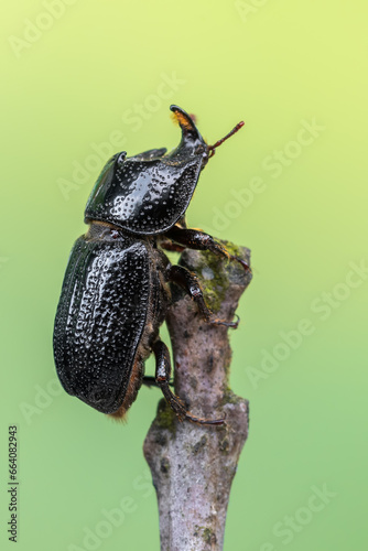 a beetle called Sinodendron cylindricum photo