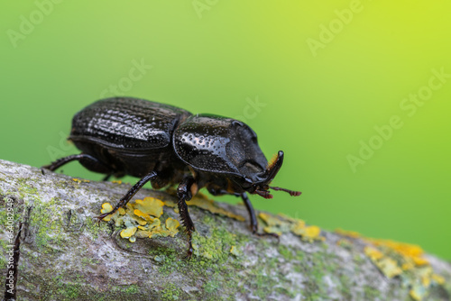 a beetle called Sinodendron cylindricum © Marek R. Swadzba