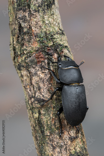 a beetle called Dorcus parallelipipedus photo