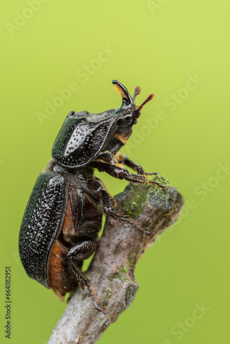 a beetle called Sinodendron cylindricum photo