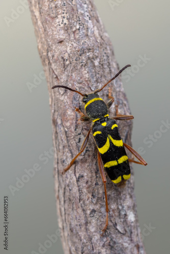 a longhorn beetle called Clytus arietis