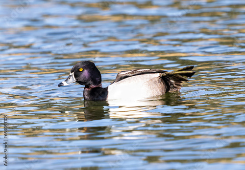 A Ring-necked Duck with beautiful head coloring showing his webbed foot as he stretches in a lake in the Springtime. photo