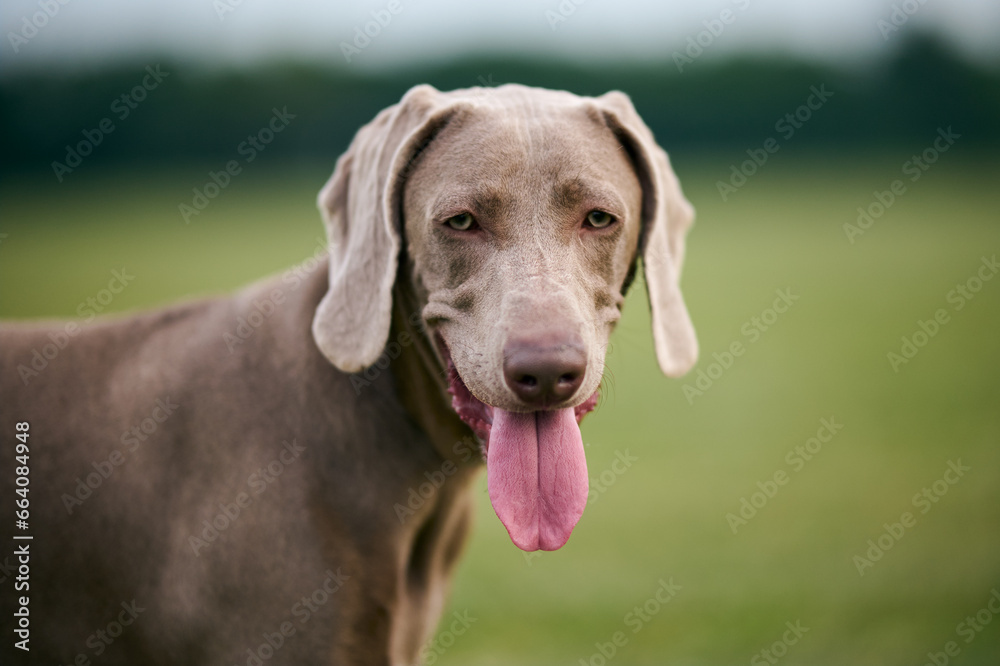 Young Weimaraner. Hunting dog with tongue.  Portrait of a dog with green grass in background