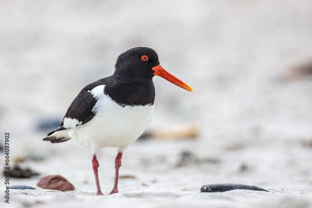 Obraz premium Austernfischer