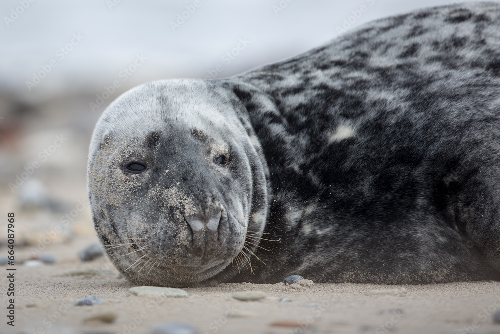 Fototapeta premium Robbe