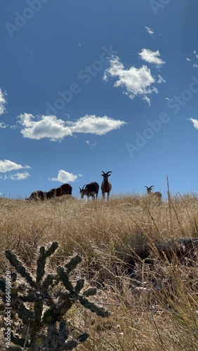 The Herd s Path  Rams Grazing on High Elevations