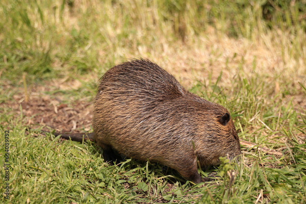 otter lutra