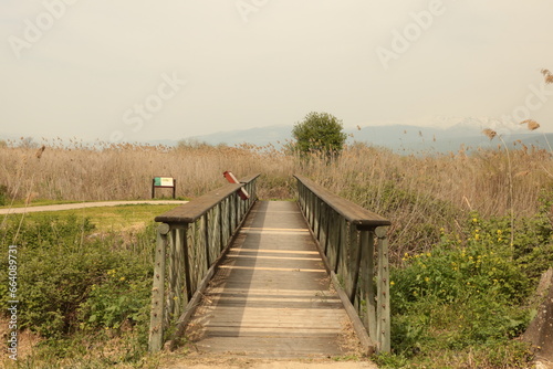 wooden bridge in the field