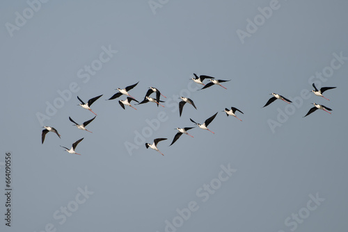 birds in flight