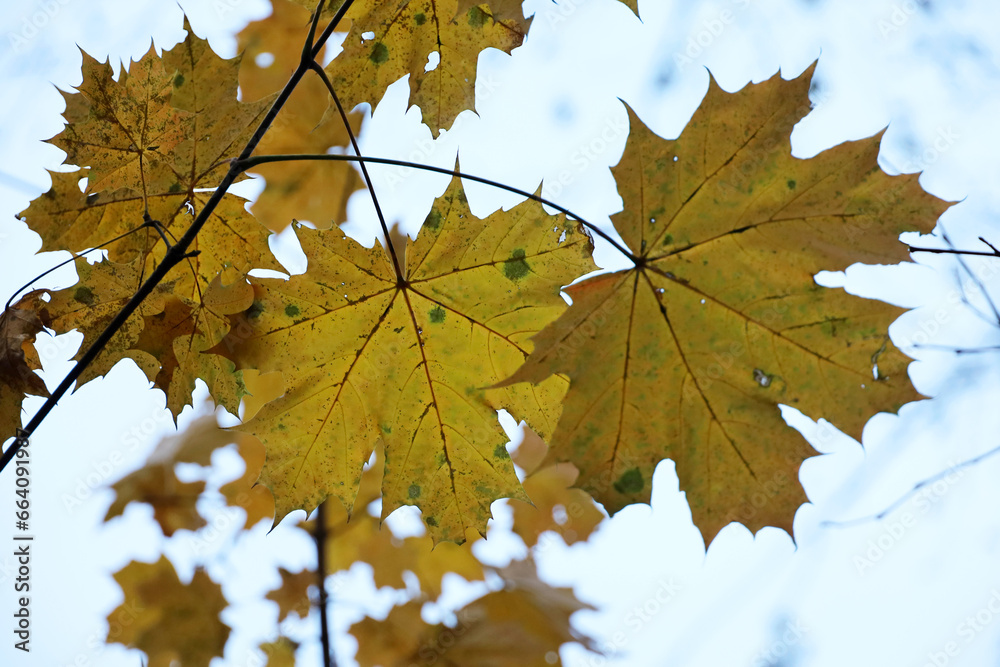 Maple leaves on a tree branch on blue sky background. Autumn season, fading nature Maple leaves on a tree branch on blue sky background. Autumn season, fading nature