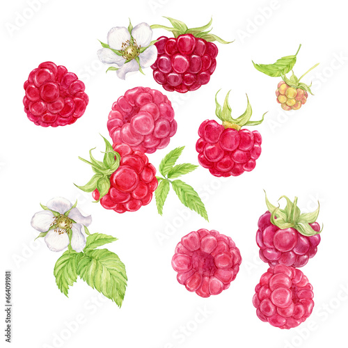 Falling juicy ripe raspberries with green leaves on a transparent background. Watercolor illustration for advertising juices, desserts, baked goods. Farm harvest of summer berries.