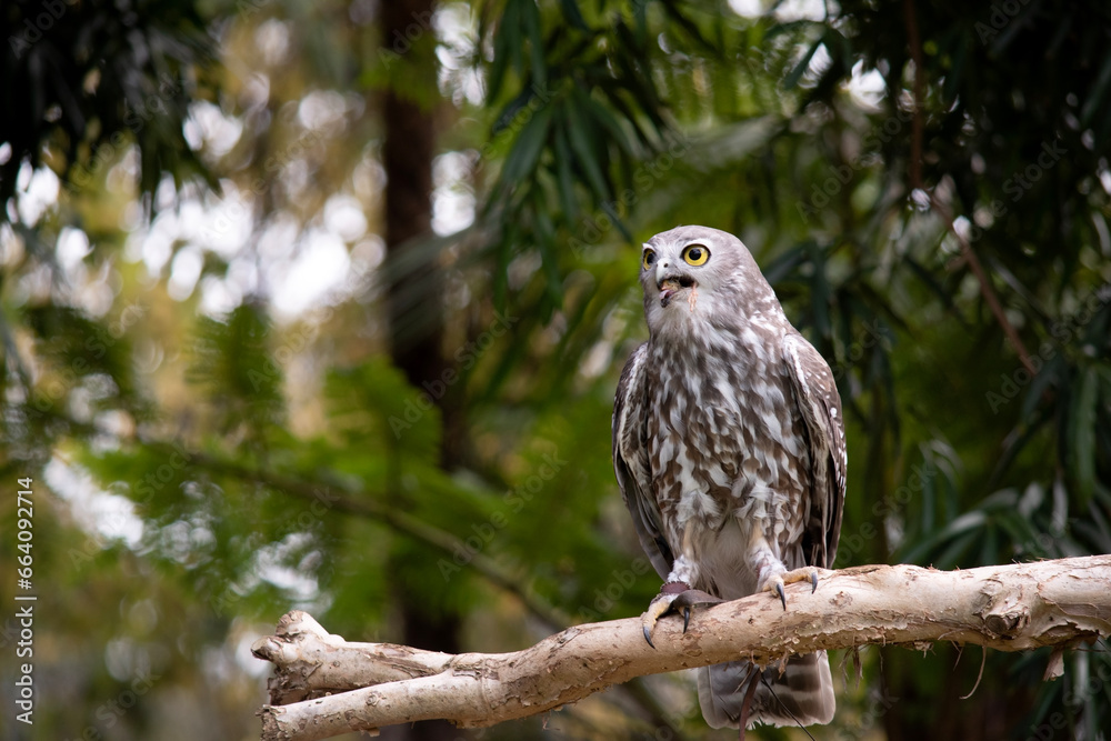The barking owl has bright yellow eyes and no facial-disc. Upperparts are brown or greyish-brown, and the white breast is vertically streaked with brown The barking owl has bright yellow eyes and no facial-disc. Upperparts are brown or greyish-brown, and the white breast is vertically streaked with brown