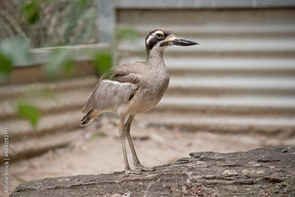 The beach stone curlew is largely grey-brown upperparts with a distinctive black-and-white striped face and shoulder-patch. The beach stone curlew is largely grey-brown upperparts with a distinctive black-and-white striped face and shoulder-patch.