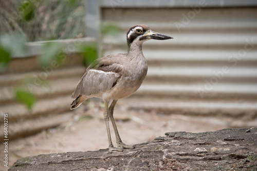 The beach stone curlew is largely grey-brown upperparts with a distinctive black-and-white striped face and shoulder-patch.