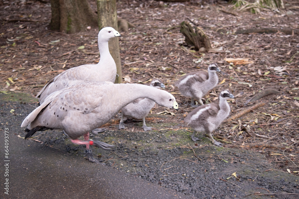 the Cape Barren Goose is watching her goslings the Cape Barren Goose is watching her goslings