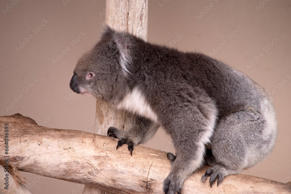 Naklejka premium the Koala has a large round head, big furry ears and big black nose. Their fur is usually grey-brown in color with white fur on the chest, inner arms, ears and bottom.