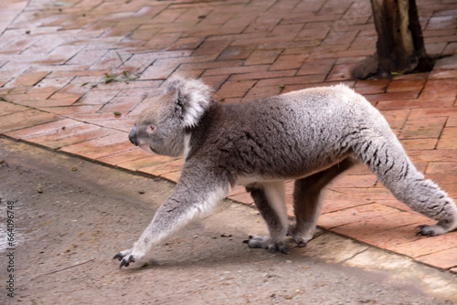 the Koala has a large round head  big furry ears and big black nose. Their fur is usually grey-brown in color with white fur on the chest  inner arms  ears and bottom.