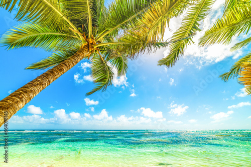 Fototapeta Naklejka Na Ścianę i Meble -  Coconut palms in Bois Jolan beach in Guadeloupe