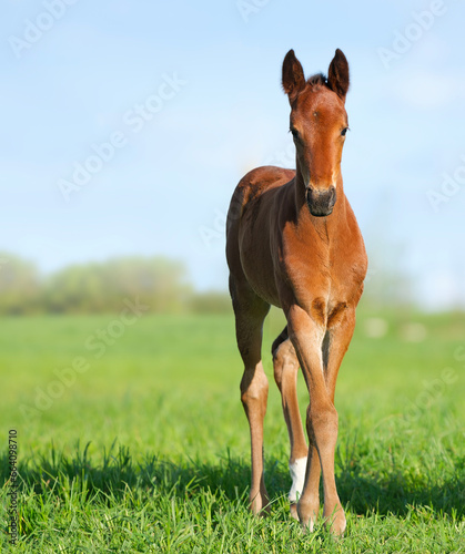 Fotografia Beautiful foal is stand in the green grass