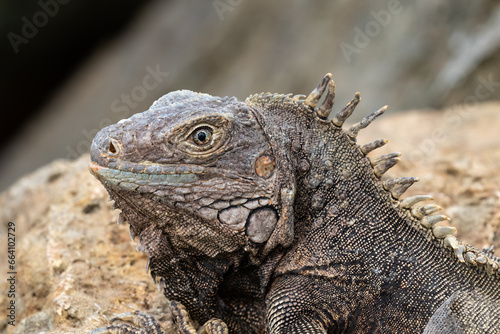 Closeup of Green Iguana (Iguana iguana) on the island of Aruba. Lying on a rock, looking at the camera. 
