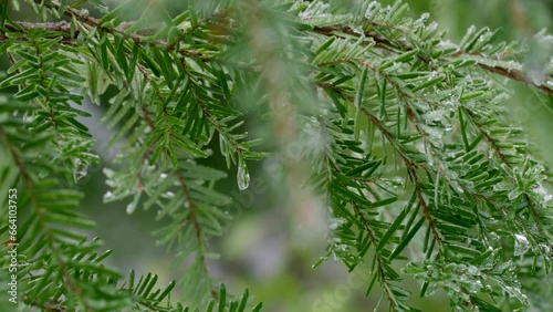 Close up of branch of western hemlock with needle-like leaves covered with ice. Slightly trembling twig of coniferous tree in winter woodland, the USA. High quality 4k footage photo