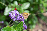 Close up of a meadow brown (maniola jurtina) butterfly on heliotrope flowers
