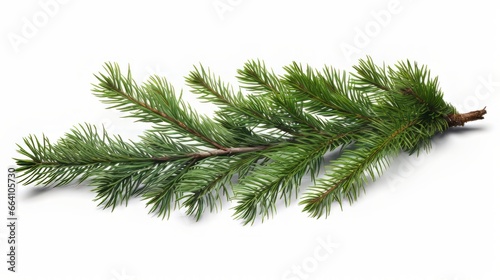A branch of a pine tree on a white background