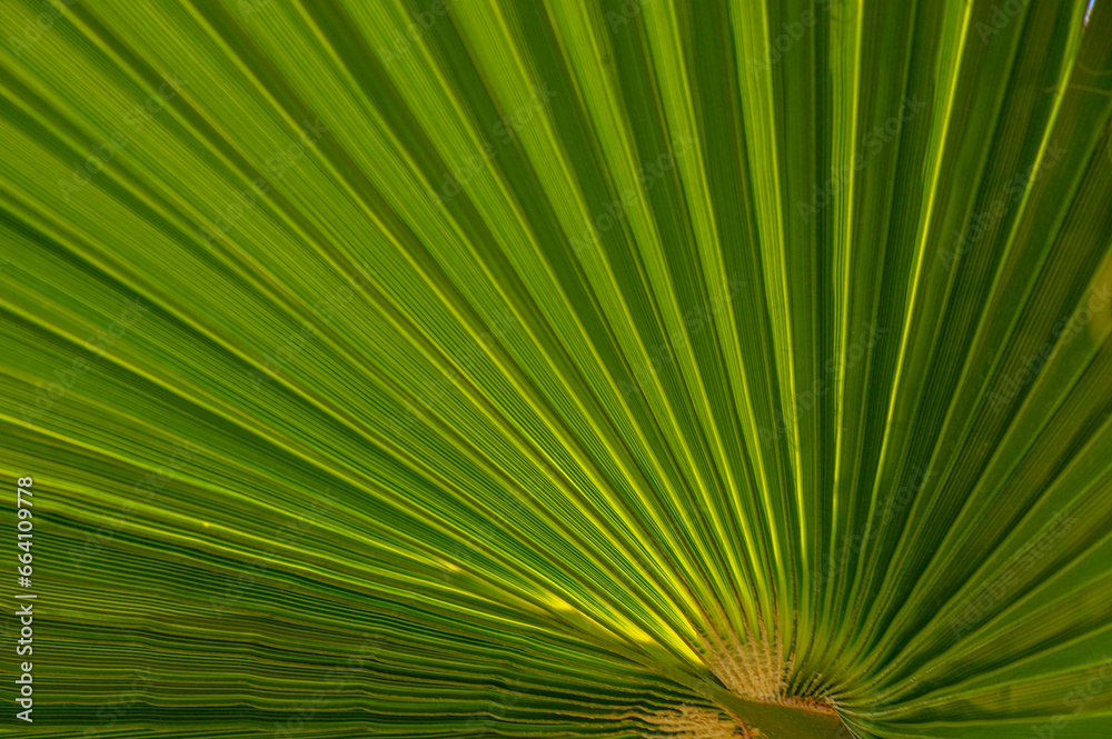 Fototapeta premium green palm leaf with sunlight 2