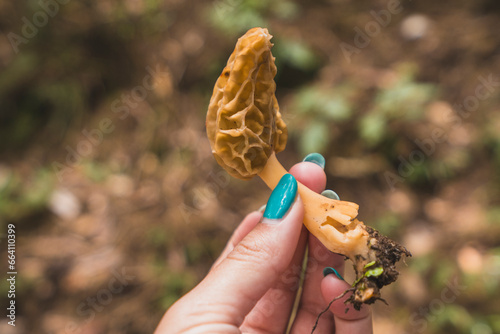 Holding Yartsa Gunbu photo