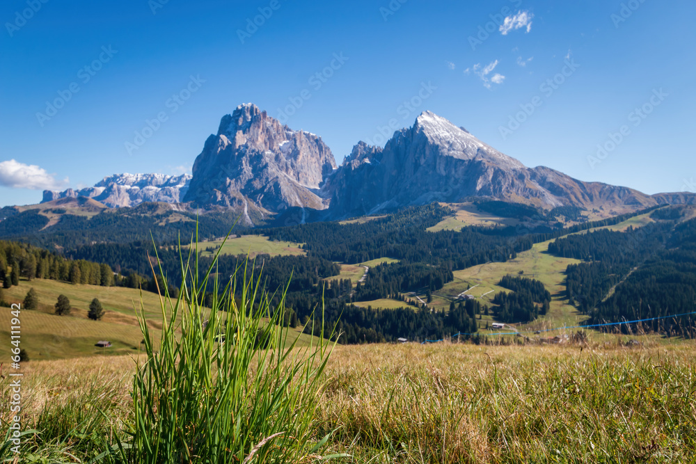 Tufts of gras infront of blurred Sassolungo - Langkofel mountain group in autumn at Seiser Alm Alpe di Siusi, Dolomites, South Tyrol, Italy