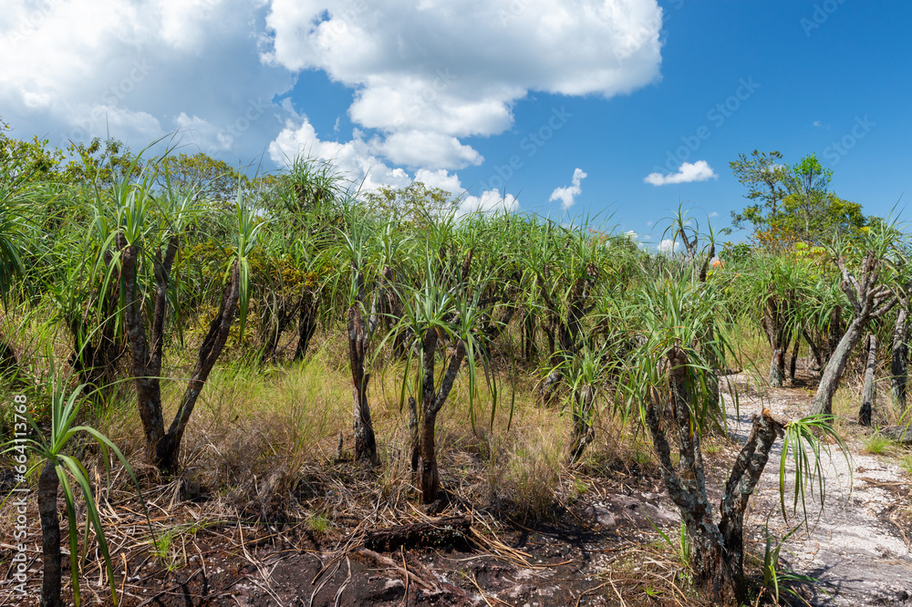 Serranía de La Macarena National Natural Park. Landscape with blue sky and vegetation. Meta, Colombia. Serranía de La Macarena National Natural Park. Landscape with blue sky and vegetation. Meta, Colombia.