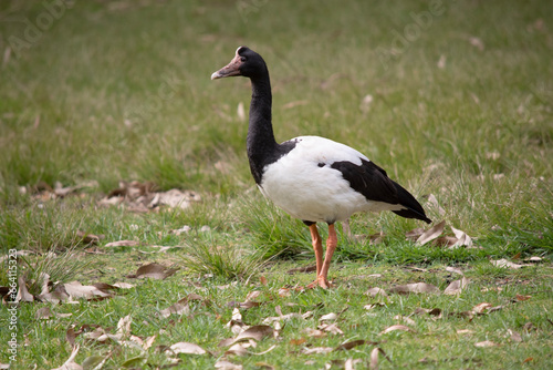 The magpie goose is a black and white seabird with black head and neck and a white body and a long neck.