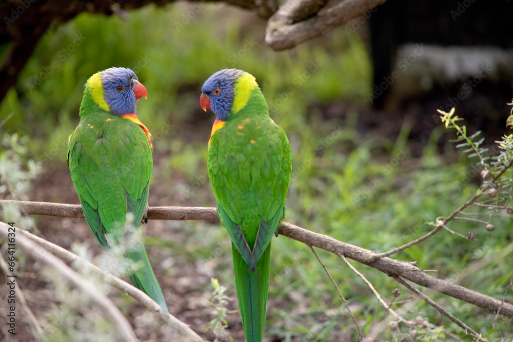 The rainbow lorikeet has a bright yellow-orange/red breast, a mostly violet-blue throat and a yellow-green collar.