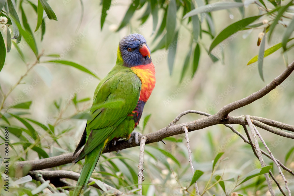 the rainbow lorikeet has a bright yellow-orange/red breast, a mostly violet-blue throat and a yellow-green collar.