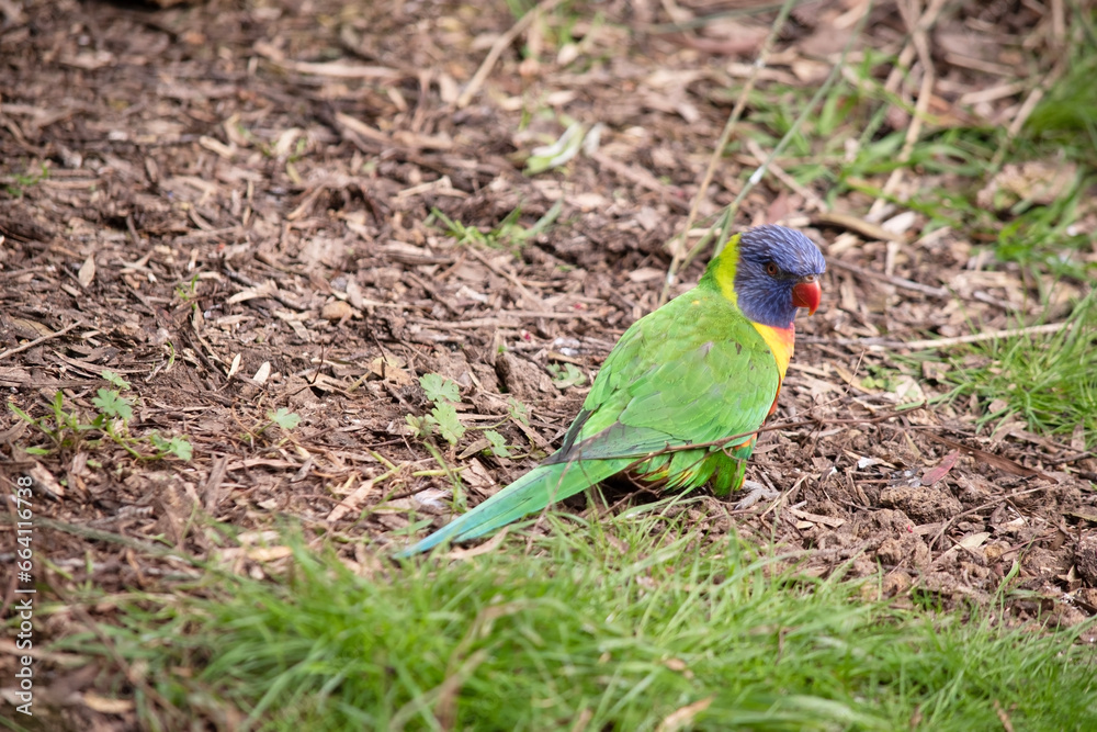 Fototapeta premium The rainbow lorikeet has a bright yellow-orange/red breast, a mostly violet-blue throat and a yellow-green collar.
